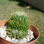 Collecion de ovejus
