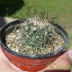 Collecion de ovejus