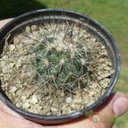 Collecion de ovejus
