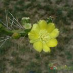 Collecion de ovejus