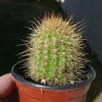 Collecion de ovejus