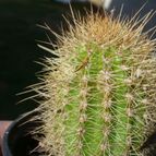 Collecion de ovejus