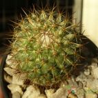 Collecion de ovejus