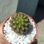 Collecion de ovejus