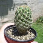Collecion de ovejus