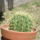 Collecion de ovejus