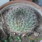 Collecion de ovejus