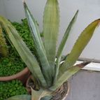 Collecion de ovejus