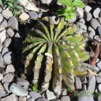 Collecion de ovejus