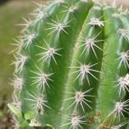 Collecion de ovejus