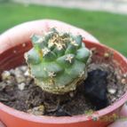 Collecion de ovejus