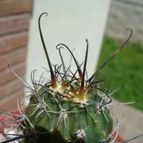 Collecion de ovejus