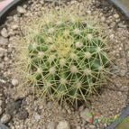 Collecion de ovejus