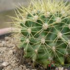 Collecion de ovejus