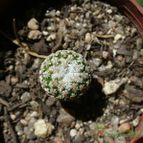 Collecion de ovejus