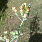 Collecion de ovejus
