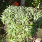 Collecion de ovejus
