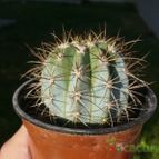 Collecion de ovejus