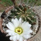 Acanthocalycium spiniflorum