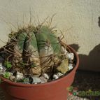 Collecion de ovejus