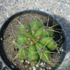 Collecion de ovejus