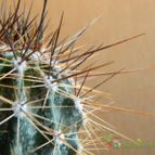 Collecion de pacco