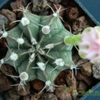 Collecion de pacco