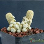 Collecion de pacco