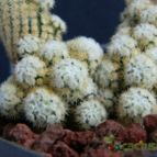 Collecion de pacco