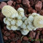 Collecion de pacco