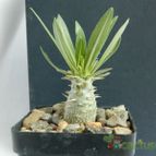 Collecion de pacco