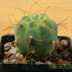 Collecion de pacco