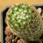 Collecion de pacco