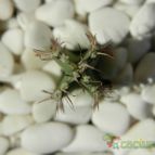 Collecion de pacco