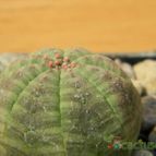 Collecion de pacco
