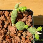 Collecion de pacco