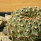 Collecion de pacco