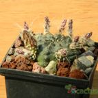 Collecion de pacco