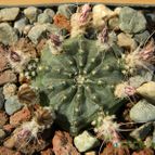 Collecion de pacco