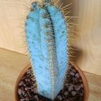 Collecion de pacco