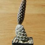 Collecion de pacco