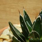 Collecion de pacco