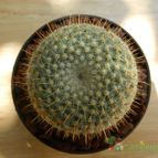Collecion de pacco