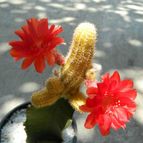 Echinopsis chamaecereus (injertado)