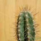 Collecion de pacco