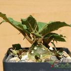 Collecion de pacco