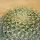 Collecion de pacco