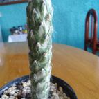 Collecion de pachec0x