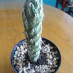 Collecion de pachec0x