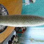 Collecion de pachec0x